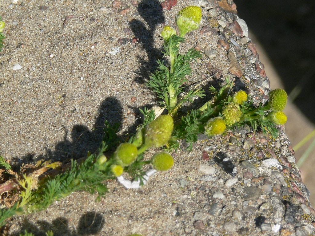 Buchbesprechung: Resilienz - Das Geheimnis innerer Stärke 1 Resilienz der Pflanzen: Mauerblumen