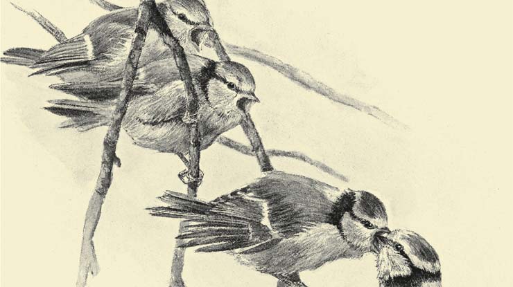Ausschnitt Buchcover: Toller Buchtipp: Nestwärme - Was wir von Vögeln lernen können